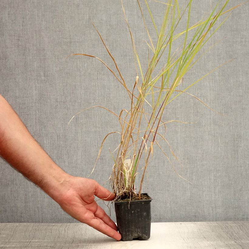 Esemplare di Pennisetum incomptum Vasetto da 8/9 cm consegnato in estate