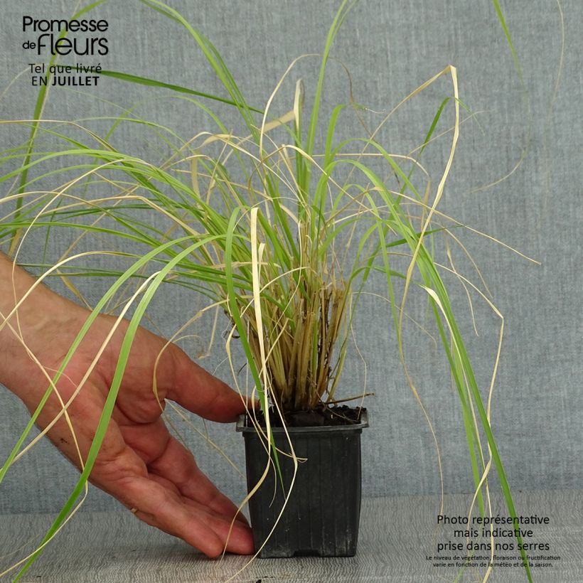 Esemplare di Pennisetum massaicum Red Button Vasetto da 8/9 cm consegnato in estate
