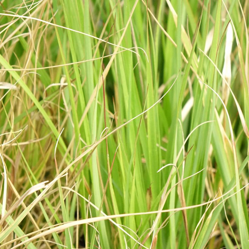 Pennisetum massaicum Red Button (Fogliame)