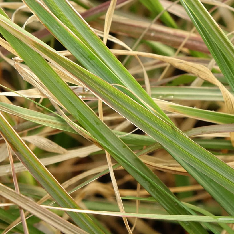 Pennisetum massaicum Red Button (Fogliame)