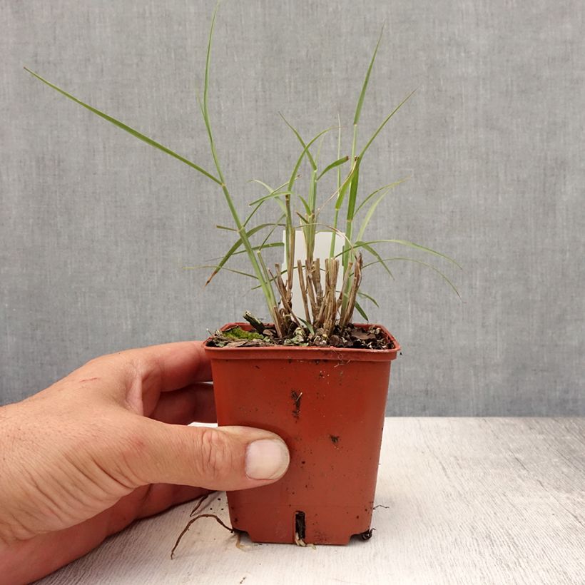 Esemplare di Pennisetum orientale JS Dance With Me - Herbe aux écouvillons Godet de 8/9 cm consegnato in estate