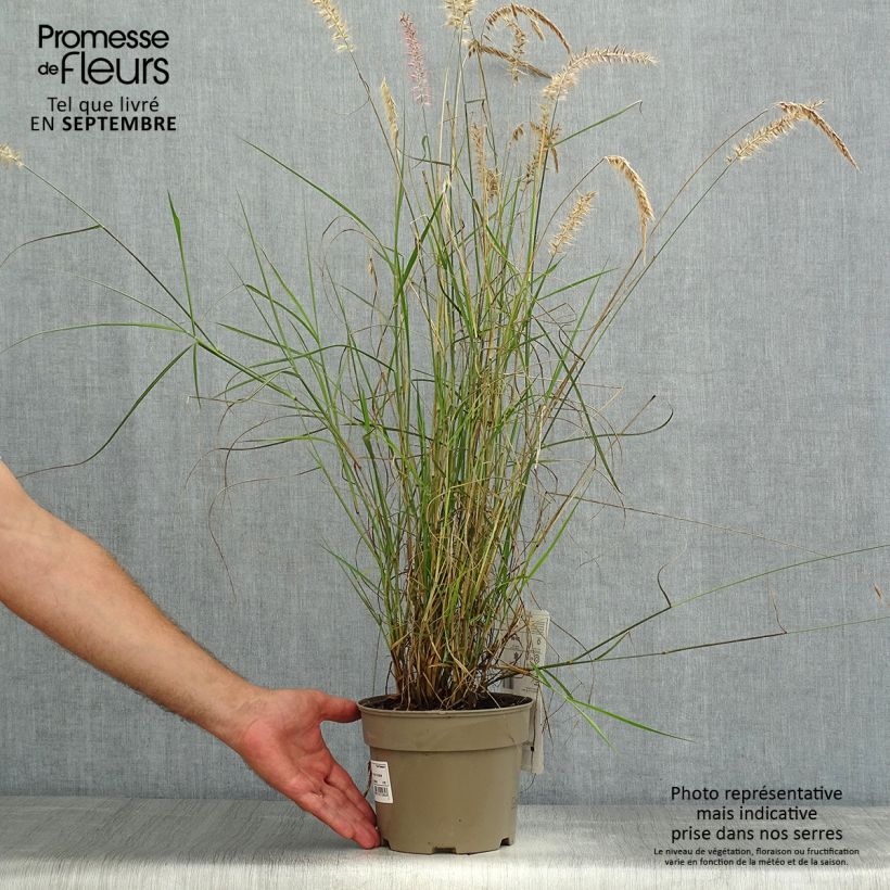 Esemplare di Pennisetum orientale Karley Rose Vaso da 2L/3L consegnato in estate