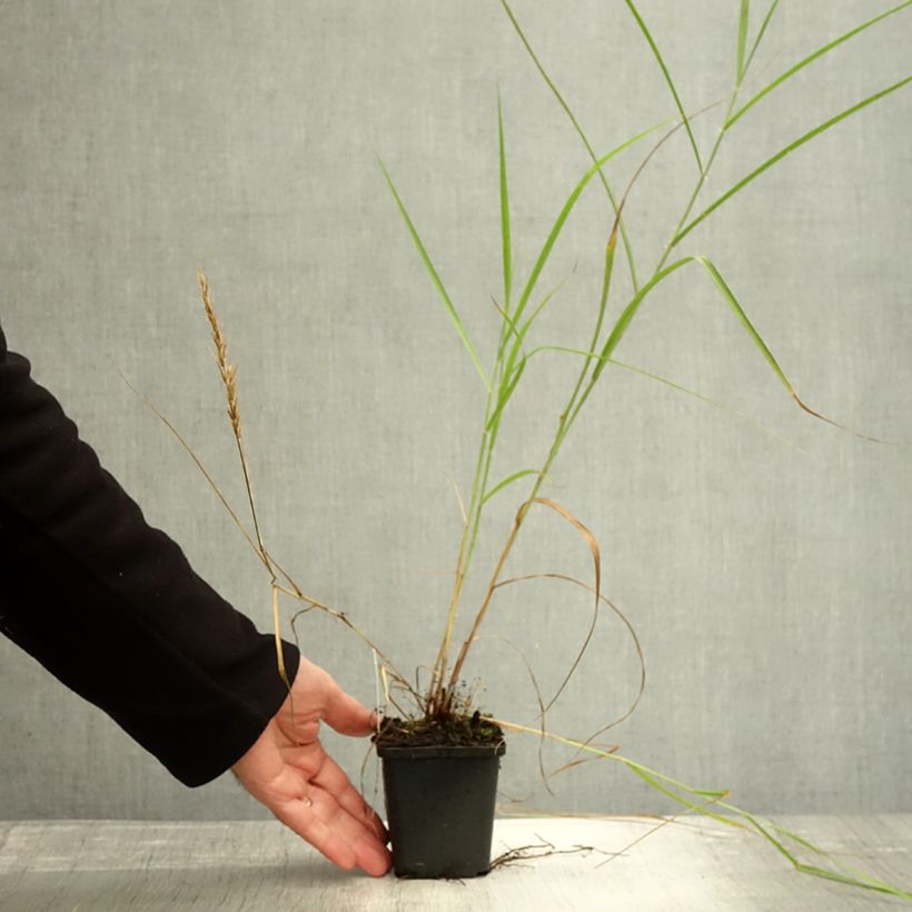 Esemplare di Pennisetum orientale Shogun Vasetto da 8/9 cm come consegnato in autunno