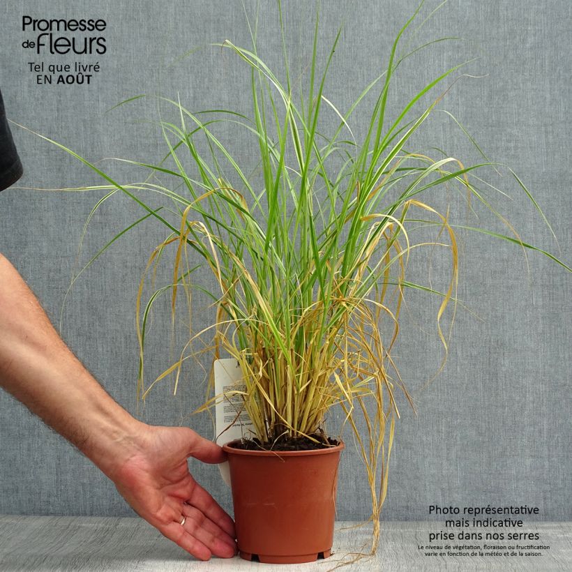 Esemplare di Pennisetum advena Skyrocket Vaso da 1L/1,5L consegnato in estate