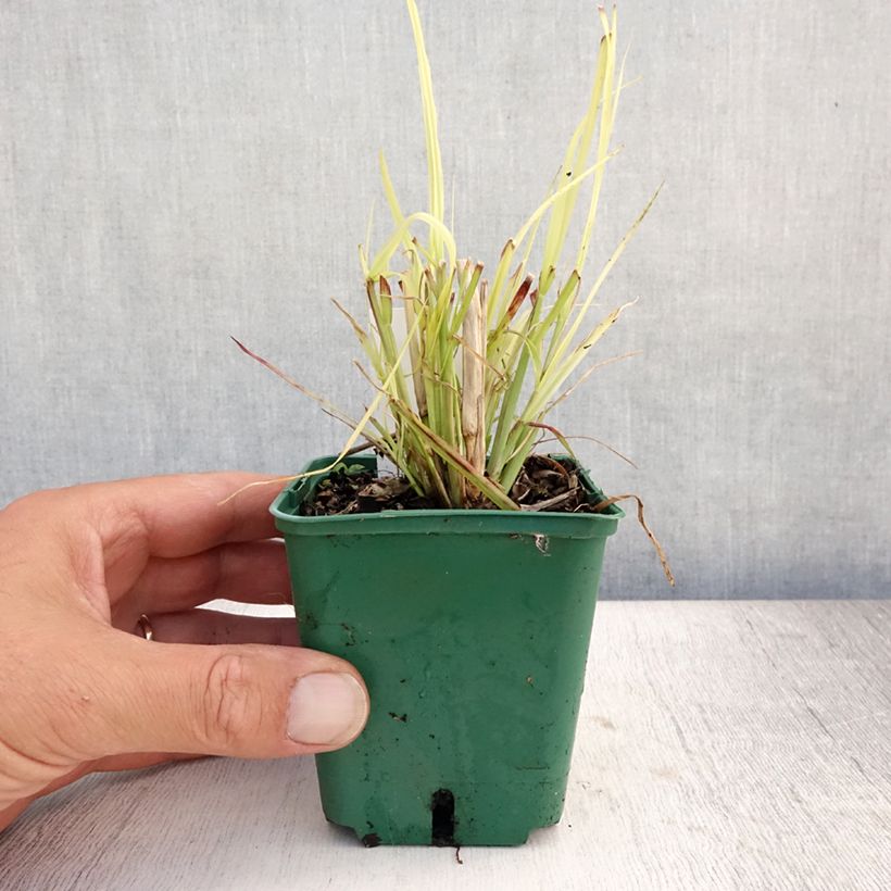 Esemplare di Pennisetum Windy Simonette Vasetto da 8/9 cm consegnato in estate