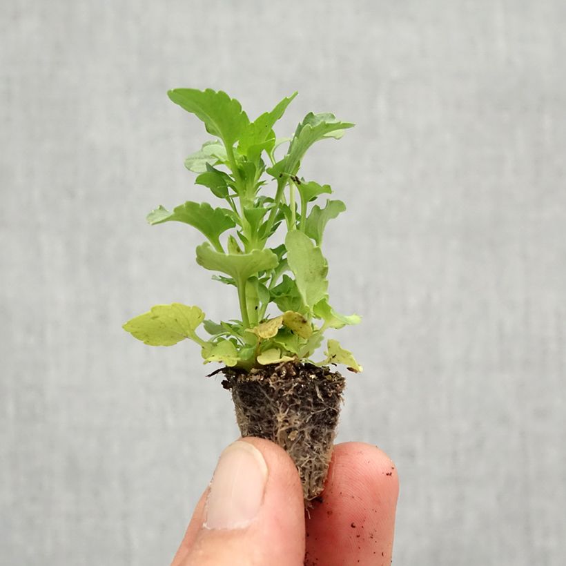 Esemplare di Viola Ultima Radiance F1 Mix Mini zolla: zolla da 2,2 cm x 2 cm in vassoio di coltivazione da 35 pezzi come consegnato in autunno