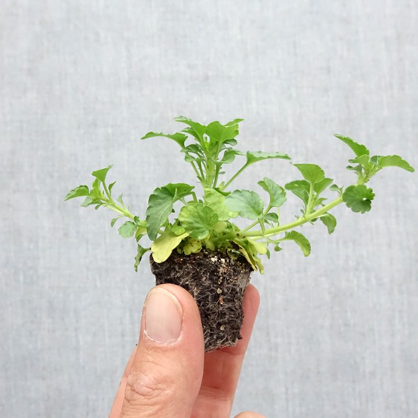Esemplare di Viola Ultima Radiance F1 Mix Jardimotte: zolla da 3,8 cm x 3,2 cm in vassoio da 16 pezzi. come consegnato in autunno