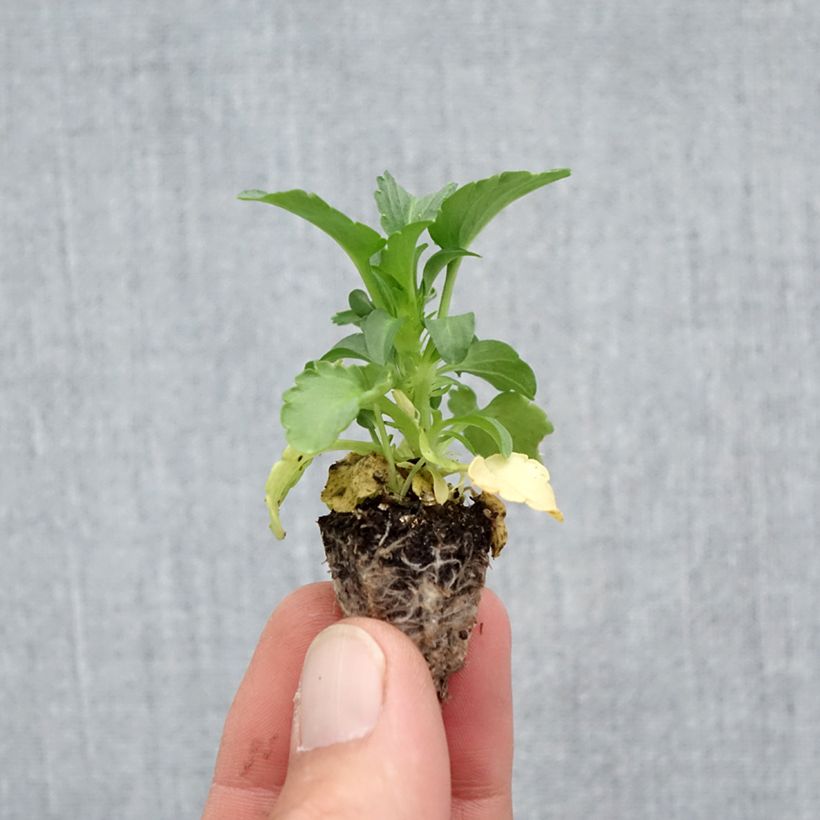 Esemplare di Viola F1 Raviola Pure Lemon Mini zolla: zolla da 2,2 cm x 2 cm in vassoio di coltivazione da 35 pezzi come consegnato in autunno