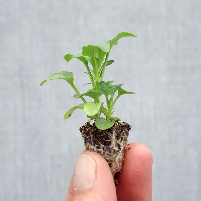 Esemplare di Viola Hercule F1 Mix Mini zolla: zolla da 2,2 cm x 2 cm in vassoio di coltivazione da 35 pezzi come consegnato in autunno