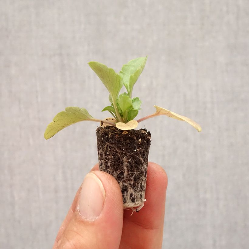 Esemplare di Viola Alpha F1 Moonlight Mini zolla Ø 1,5/2,5 cm come consegnato in autunno