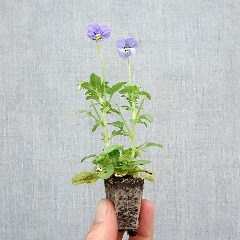 Esemplare di Viola inspire Metallic Blue Blotch Jardimotte: zolla da 3,8 cm x 3,2 cm in vassoio da 16 pezzi. come consegnato in autunno