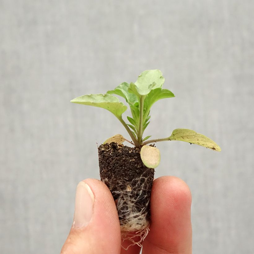 Esemplare di Viola Matrix F1 Rose Blotch Mini zolla Ø 1,5/2,5 cm come consegnato in autunno