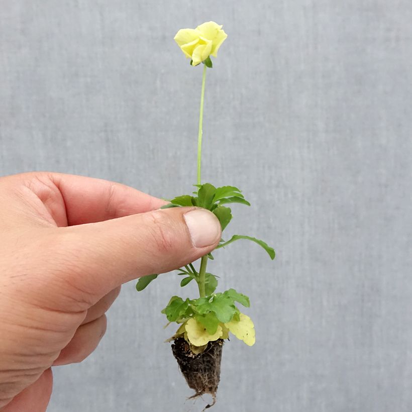 Esemplare di Viola Cool Wave Lemon Mini zolla: zolla da 2,2 cm x 2 cm in vassoio di coltivazione da 35 pezzi come consegnato in autunno