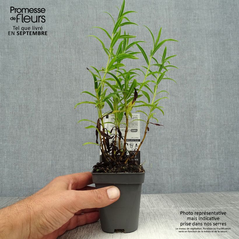 Esemplare di Penstemon Apple Blossom Vasetto da 8/9 cm consegnato in estate