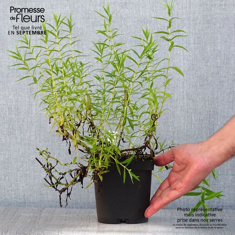Esemplare di Penstemon Apple Blossom Vaso da 2L/3L consegnato in estate