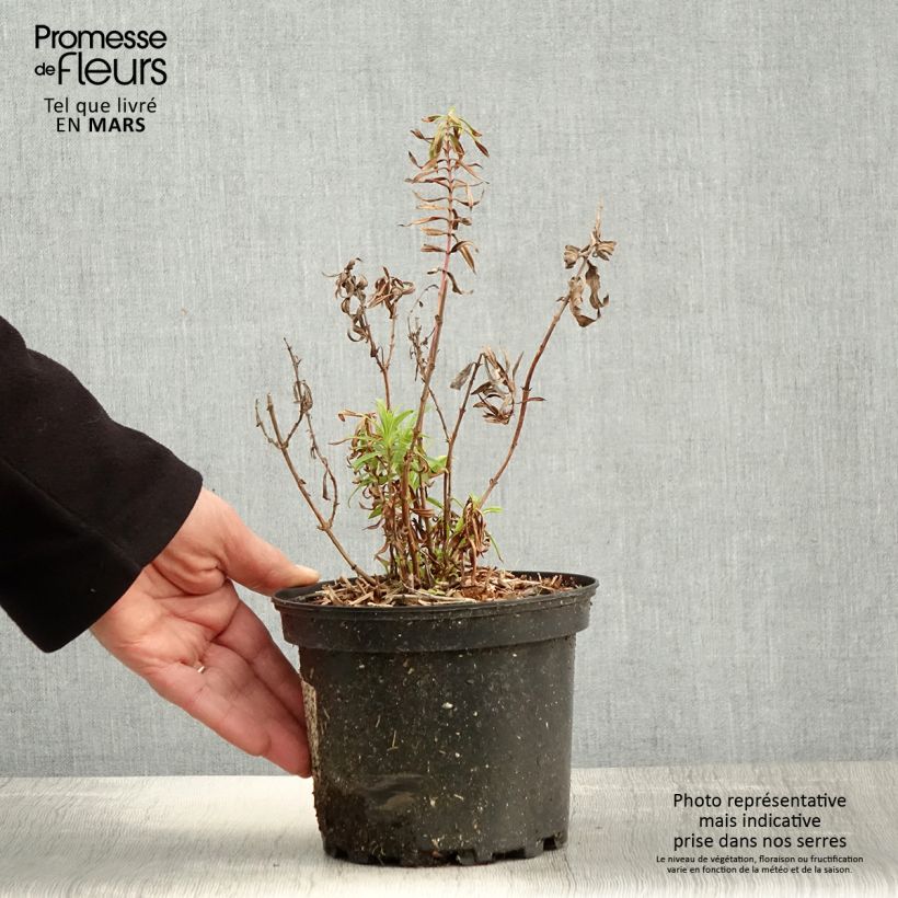 Penstemon Hewell Pink Bedder - Galane - Pot de 2L/3L esemplare consegnato in primavera