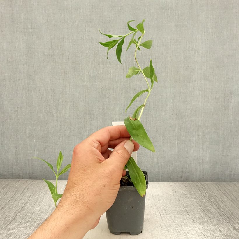 Esemplare di Penstemon Gloire des quatre rues Vasetto da 8/9 cm consegnato in estate