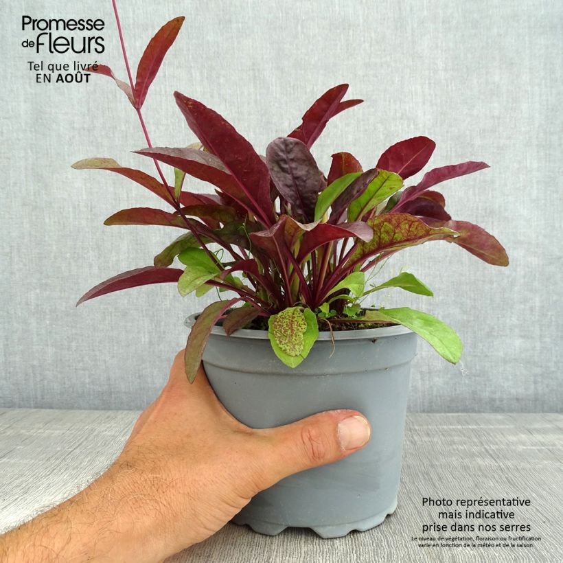 Esemplare di Penstemon digitalis Husker Red Vaso da 2L/3L consegnato in estate