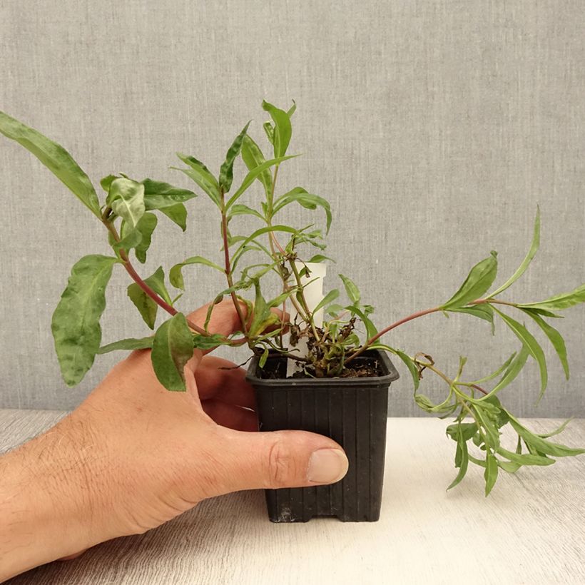 Esemplare di Penstemon Midnight Vasetto da 8/9 cm consegnato in estate