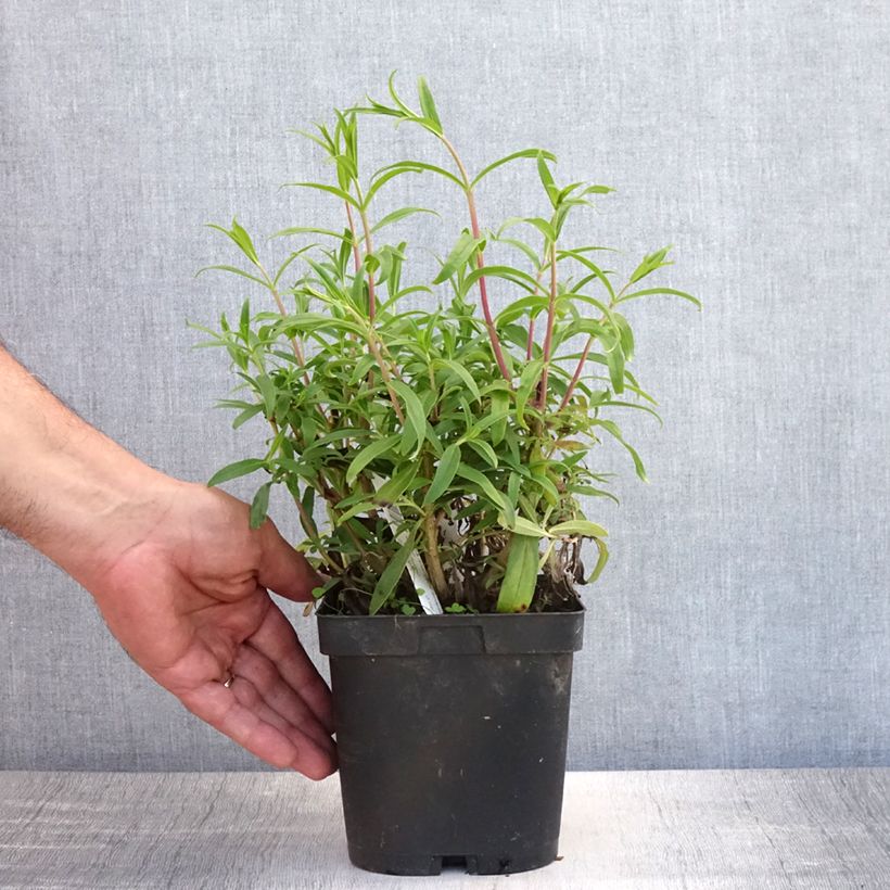 Esemplare di Penstemon Schoenholzeri Vaso da 2L/3L consegnato in estate
