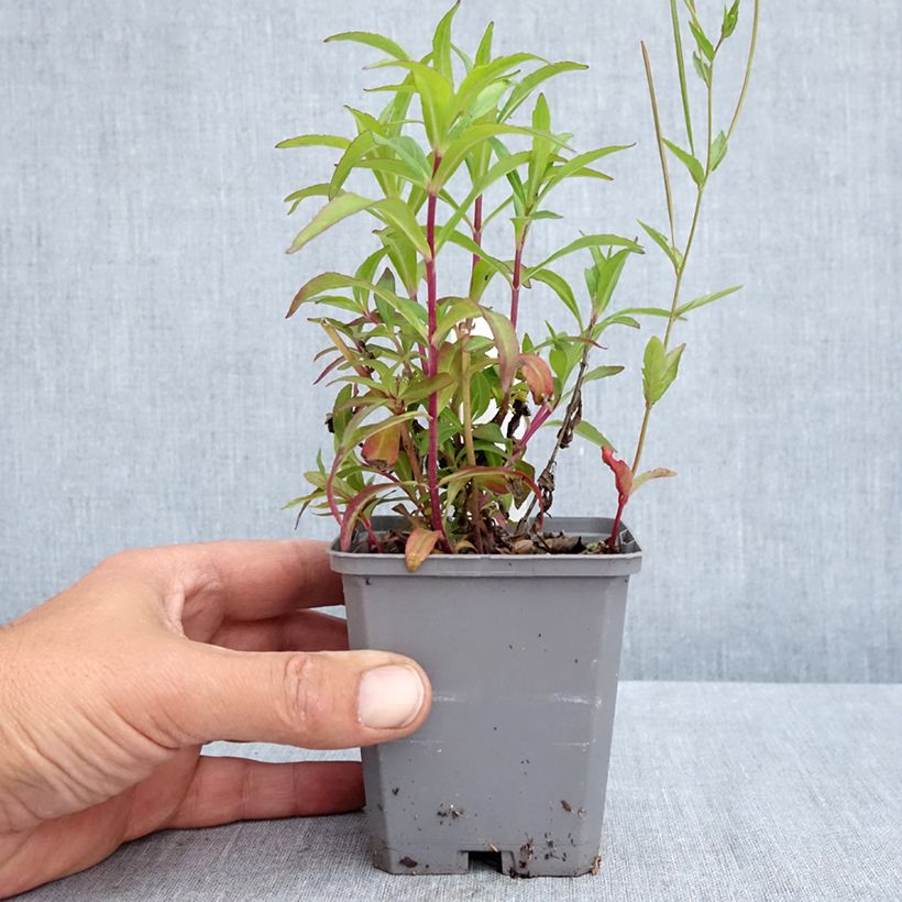 Penstemon Sour Grapes Vasetto da 8/9 cm esemplare consegnato in primavera