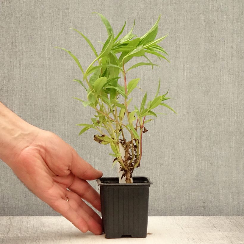 Esemplare di Penstemon Le Phare Vasetto da 8/9 cm consegnato in estate