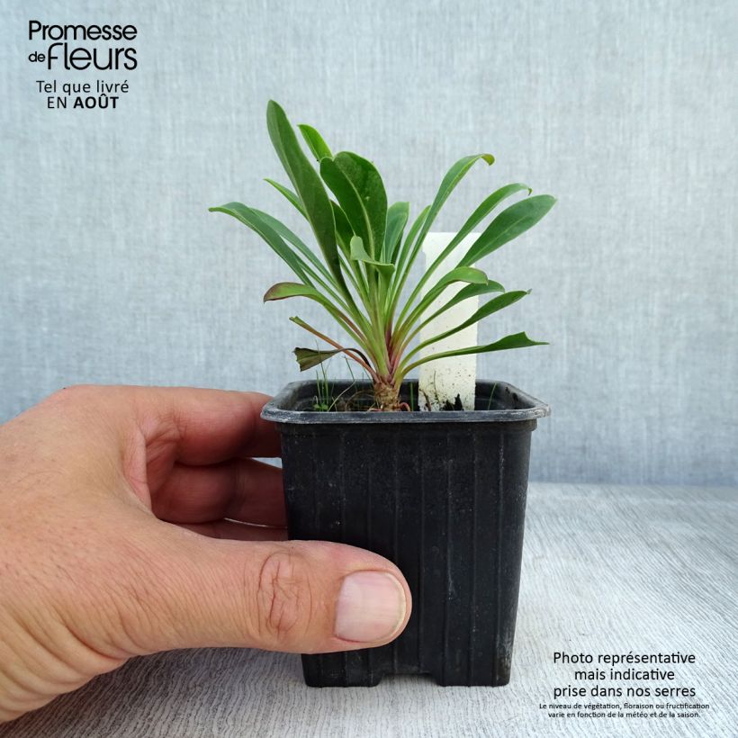 Esemplare di Penstemon mensarum Vasetto da 8/9 cm consegnato in estate