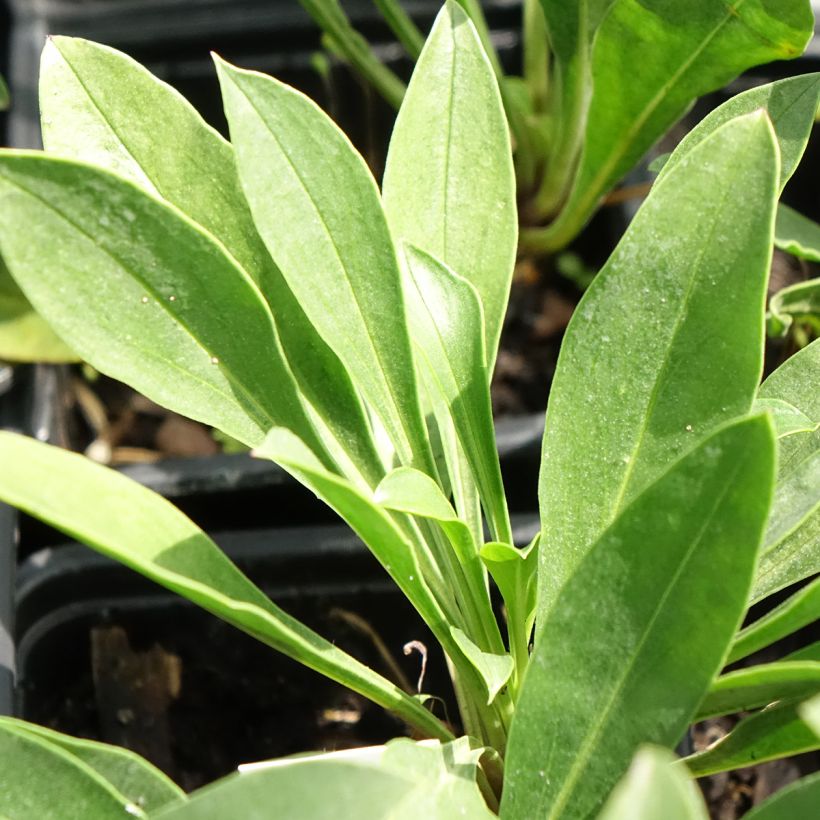 Penstemon mensarum (Fogliame)