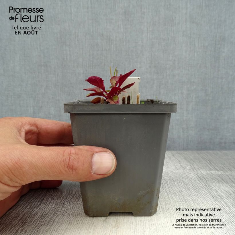 Esemplare di Penstemon smallii Vasetto da 8/9 cm consegnato in estate