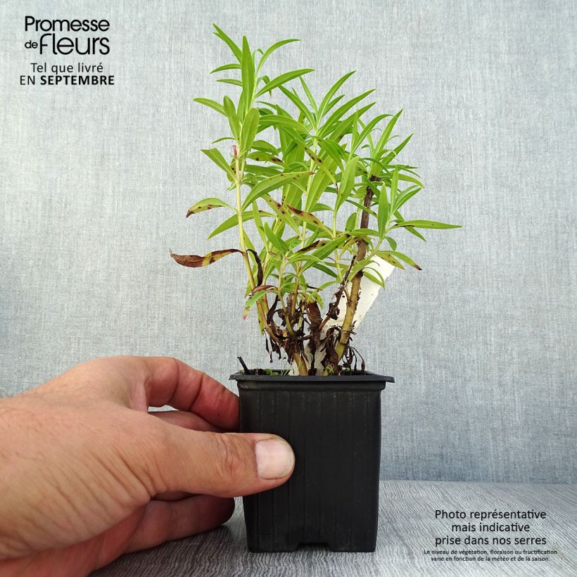 Esemplare di Penstemon Souvenir d'Adrien Régnier Vasetto da 8/9 cm consegnato in estate