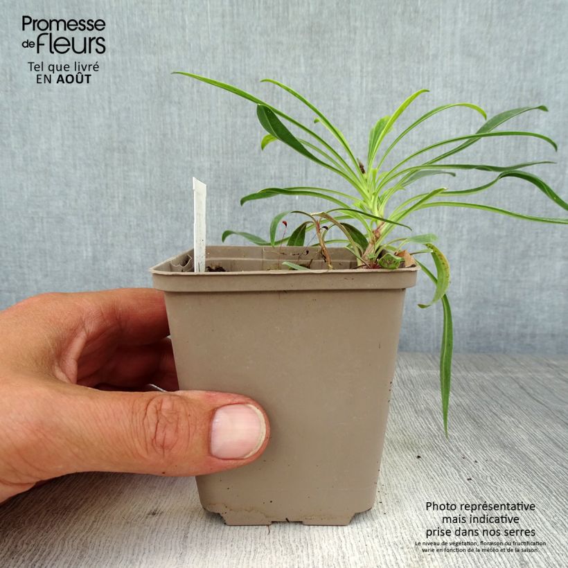 Esemplare di Penstemon strictus Vasetto da 8/9 cm consegnato in estate