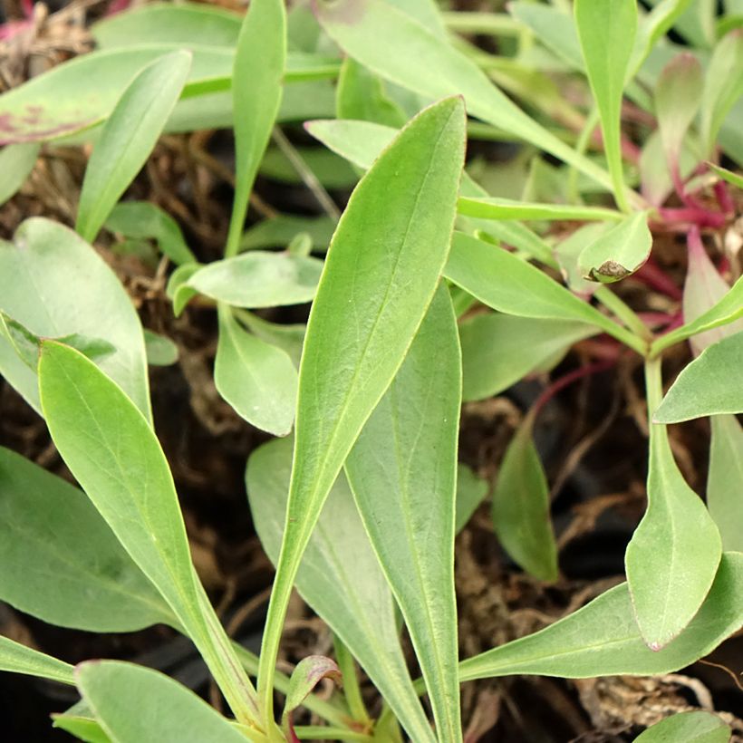 Penstemon strictus (Fogliame)
