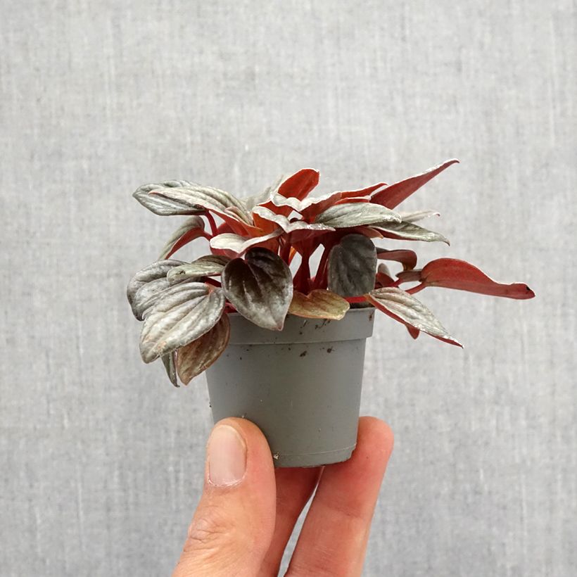 Peperomia albovittata Piccolo Banda Motte 5 cm x 7 cm esemplare consegnato in primavera