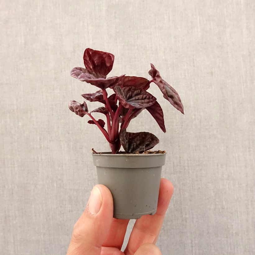 Peperomia caperata Luna - Motte 5 cm x 7 cm esemplare consegnato in primavera