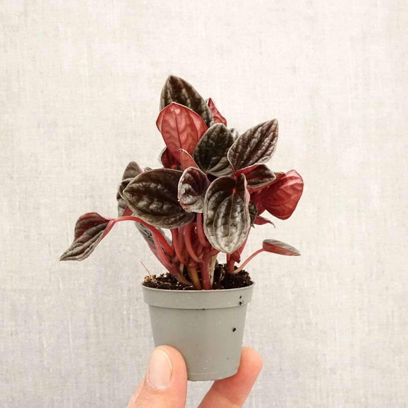 Peperomia caperata Montevideo - Motte 5 cm x 7 cm esemplare consegnato in primavera