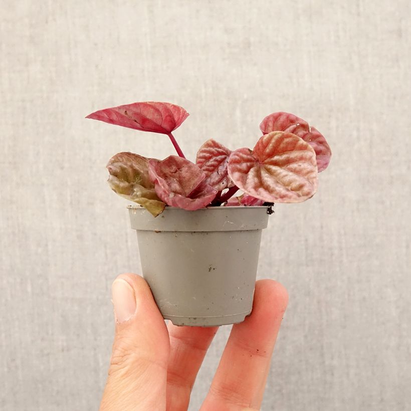Peperomia caperata Quito - Motte 5 cm x 7 cm esemplare consegnato in primavera