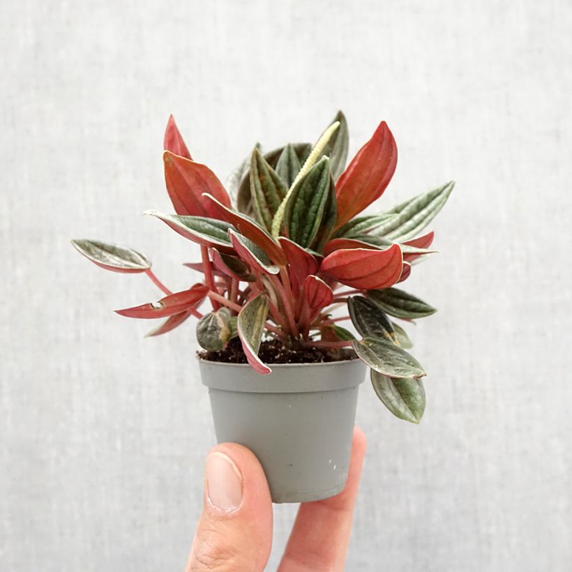 Peperomia caperata Rosso - Motte 5 cm x 7 cm esemplare consegnato in primavera