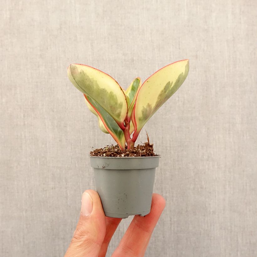 Peperomia clusiifolia Red Margin - Motte 5 cm x 7 cm esemplare consegnato in primavera