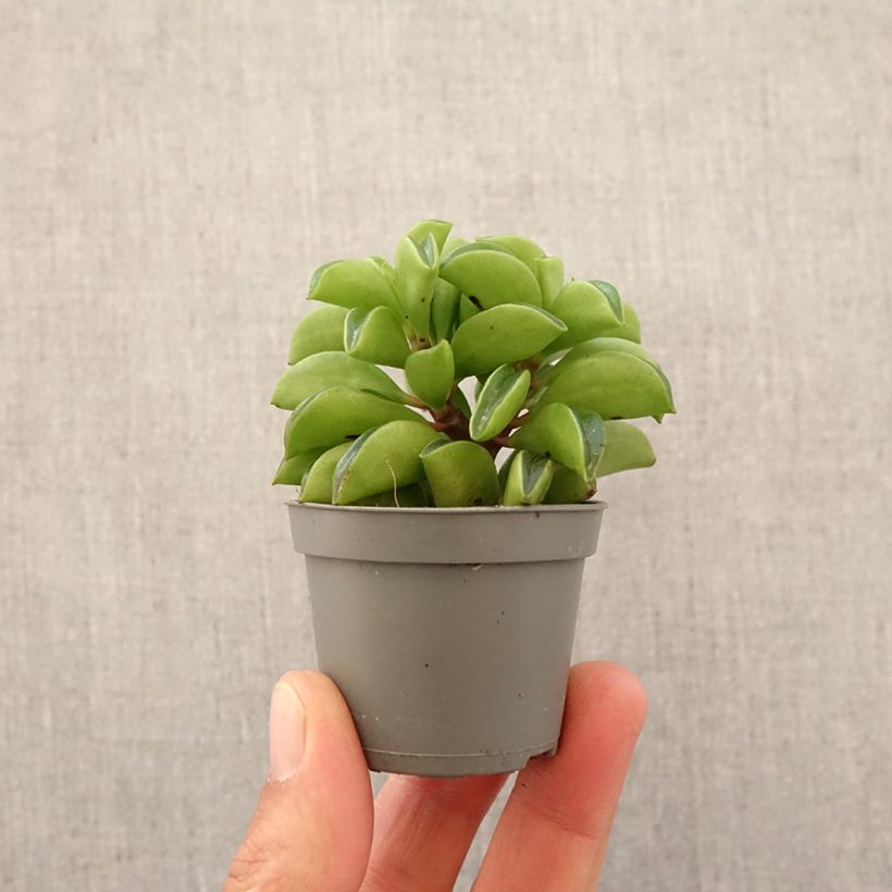 Peperomia Fire Sparks - Motte 5 cm x 7 cm esemplare consegnato in primavera