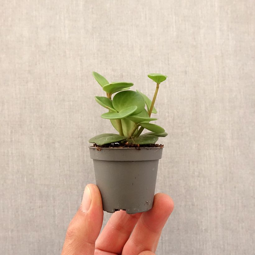 Peperomia Hope - Motte 5 cm x 7 cm esemplare consegnato in primavera
