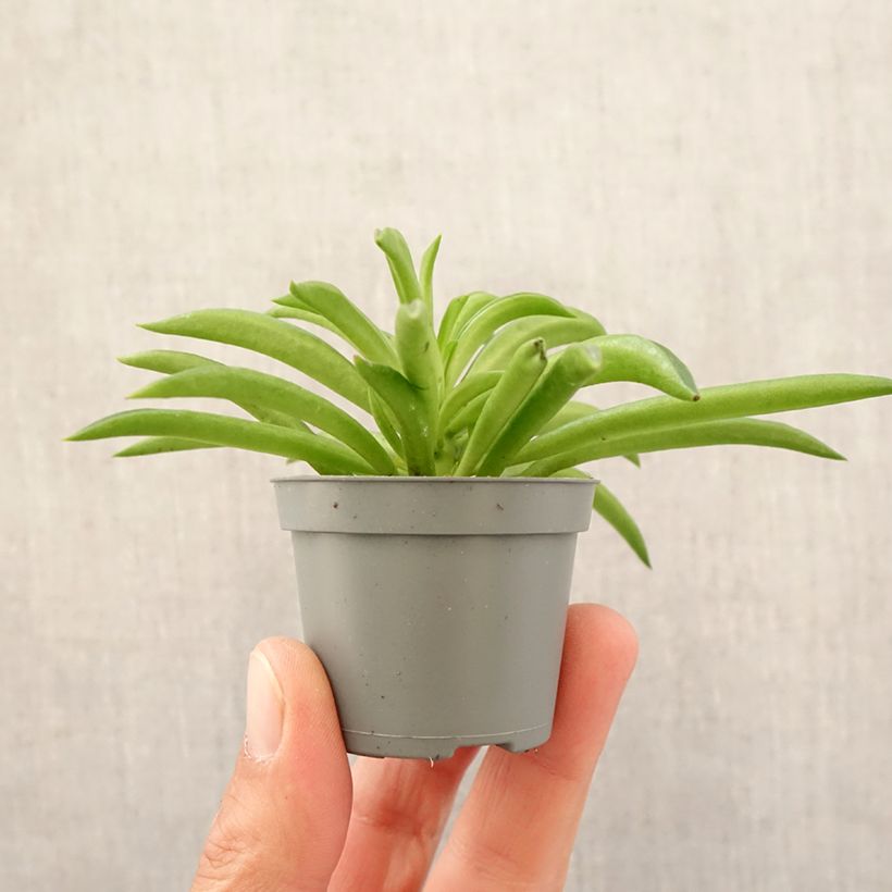 Peperomia Nevada - Motte 5 cm x 7 cm esemplare consegnato in primavera
