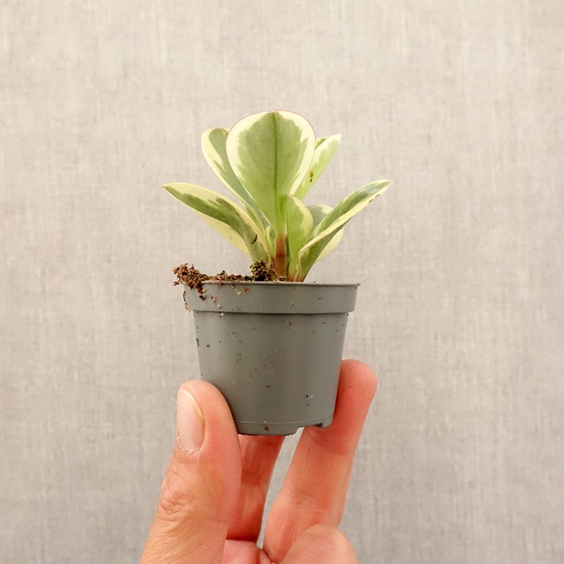 Peperomia obtusifolia Bicolor - Motte 5 cm x 7 cm esemplare consegnato in primavera