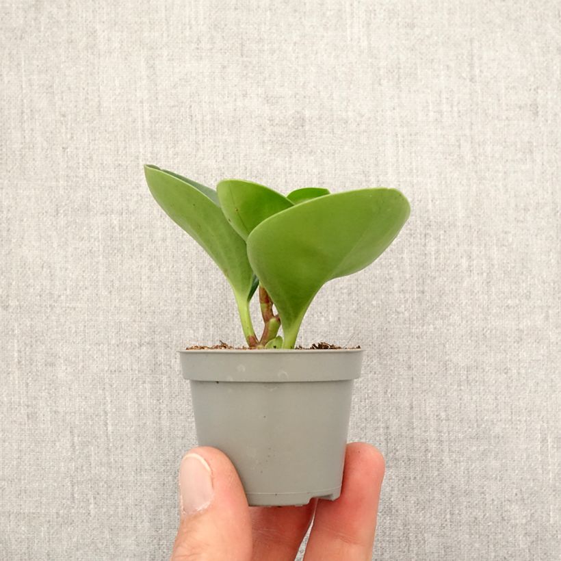 Peperomia obtusifolia Green - Motte 5 cm x 7 cm esemplare consegnato in primavera