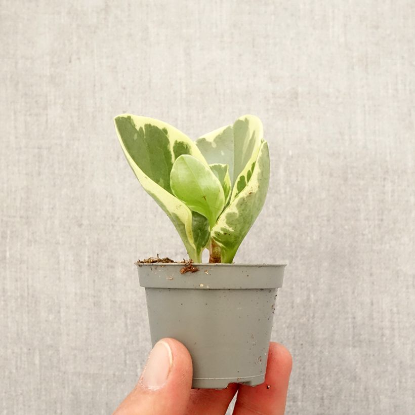 Peperomia obtusifolia USA - Motte 5 cm x 7 cm esemplare consegnato in primavera