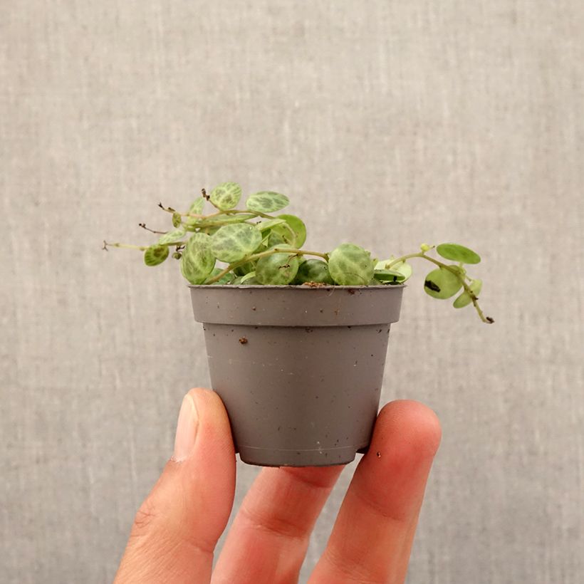 Peperomia prostrata - Motte 5 cm x 7 cm esemplare consegnato in primavera