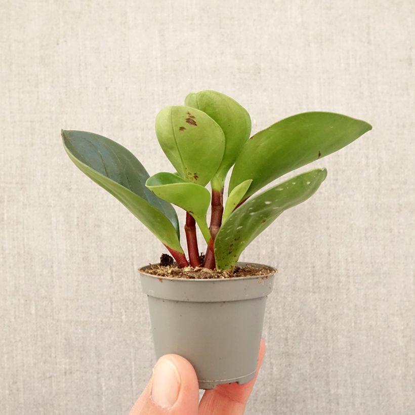 Peperomia Red Canyon - Motte 5 cm x 7 cm esemplare consegnato in primavera