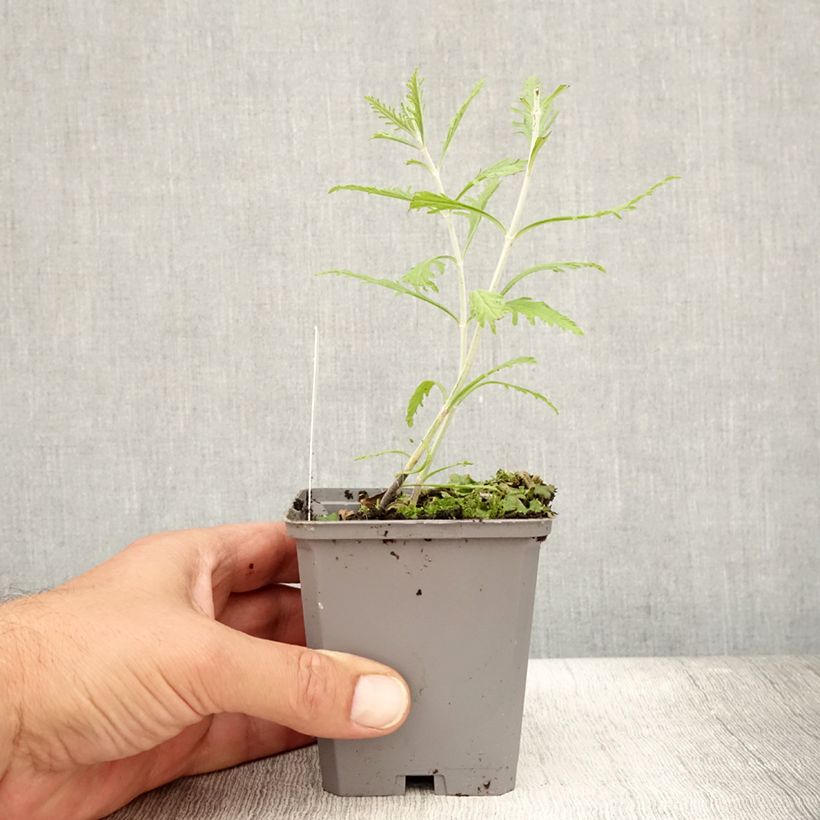 Esemplare di Perovskia atriplicifolia Lacey Blue - Salvia russa Vasetto da 8/9 cm consegnato in estate