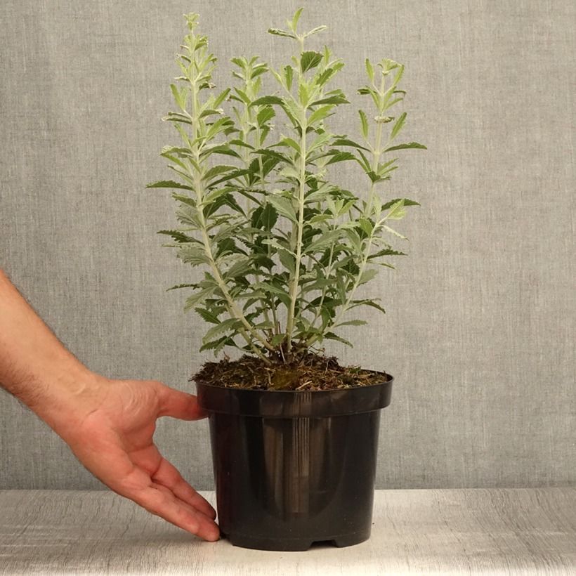 Esemplare di Perovskia atriplicifolia Silvery Blue - Salvia russa Vaso da 1,5L/2L consegnato in estate