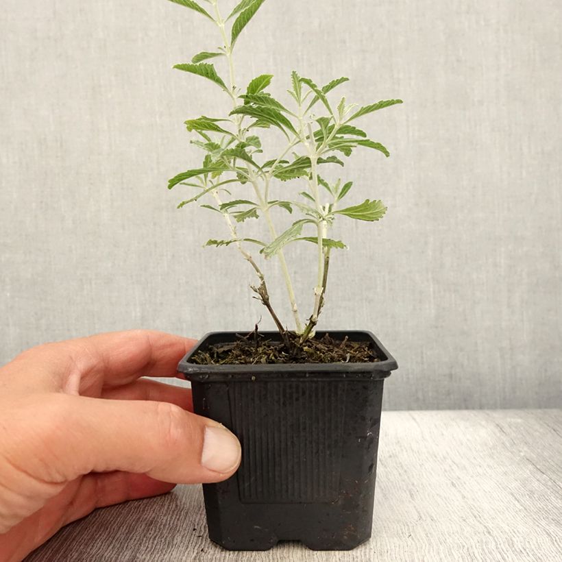 Esemplare di Perovskia atriplicifolia Silvery Blue - Salvia russa Vasetto da 8/9 cm consegnato in estate