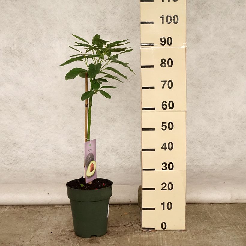 Esemplare di Persea americana Hass - Avocado Vaso da 6L/7L consegnato in estate